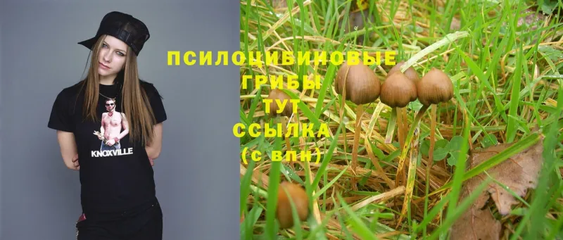 закладка  Ленск  Псилоцибиновые грибы Magic Shrooms 